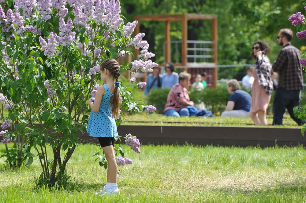 Une jeune fille admire des fleurs de lilas violettes dans un jardin public ensoleillé.