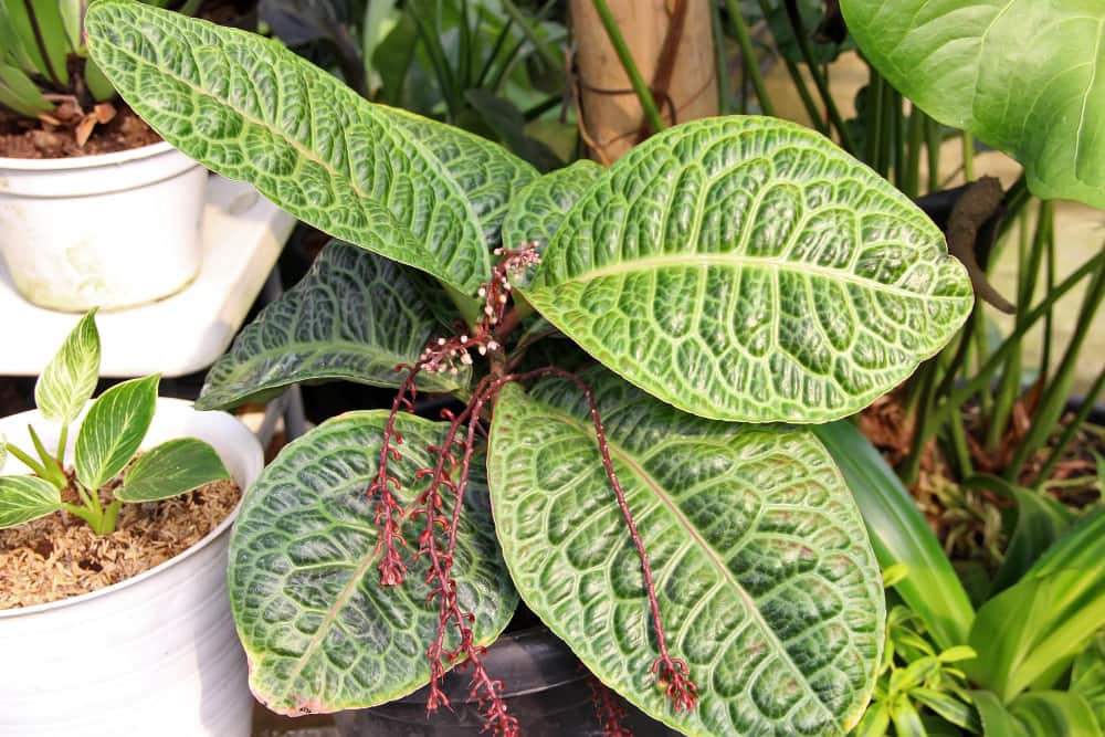 Gros plan sur le feuillage texturé d'une plante rare à côté d'une Hoya plante en serre