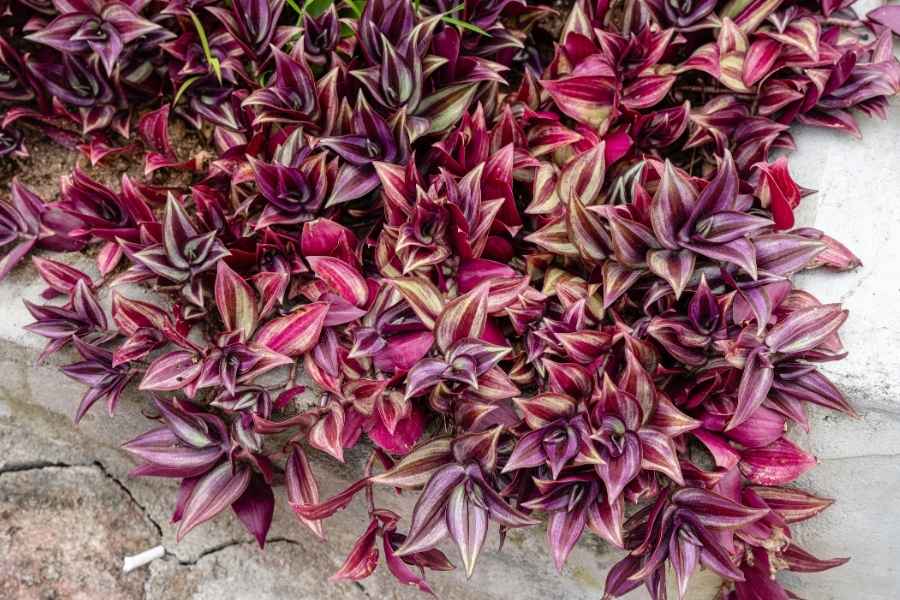 Gros plan sur un tapis de tradescantia aux feuilles pourpres rayées poussant le long d'un rebord en béton.